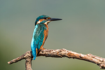 A common kingfisher standing on a branch profile shot