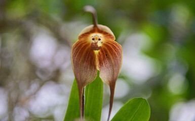 Monkey Orchid (Dracula simia) in the Quito Botanical Gardens, Quito, Ecuador