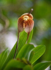 Monkey Orchid (Dracula simia) in the Quito Botanical Gardens, Quito, Ecuador