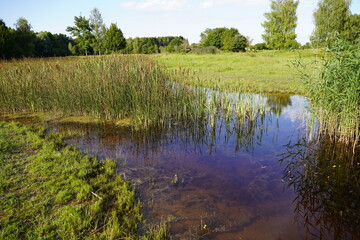 Teich mit Rohrkolben