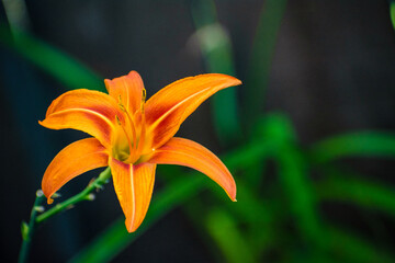 Obraz premium Flowers