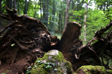 Selective focus on a new beech tree trunk covered with moss and contrast with the background of the old worn and green trunk of the forest, Bosco Sant'Antonio, Abruzzo, Italy