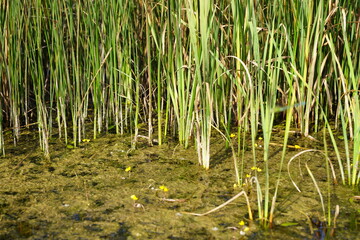 Teich mit Rohrkolben