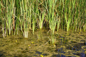 Teich mit Rohrkolben