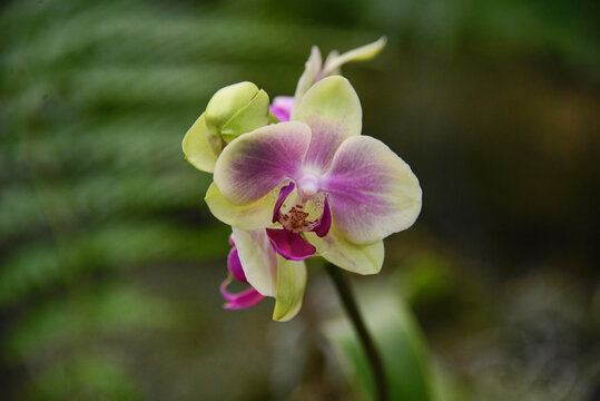 Beautiful ground orchid in the Quito Botanical Gardens, Quito, Ecuador