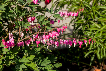 dicentra twigs with bright pink flowers in the shape of a broken heart