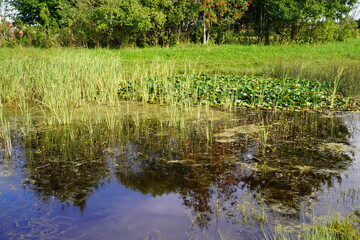 Teich mit Rohrkolben