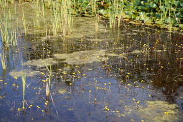 Teich mit Rohrkolben