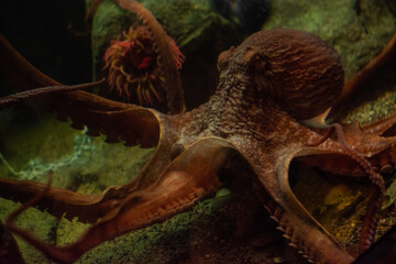 wildlife and jellyfish