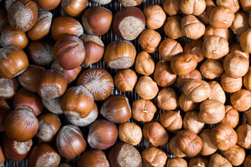 hazelnuts that are used for food