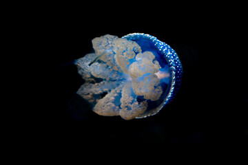 wildlife and jellyfish