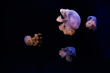 wildlife and jellyfish