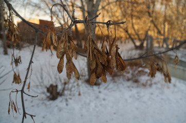 Wither Leaves in the Winter