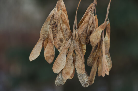 Wither Leaves in the Winter