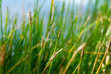 White-legged damselfly. Blue featherleg dragonfly. Platycnemis pennipes. Two males. Blurred nature background outdoors. Windy day