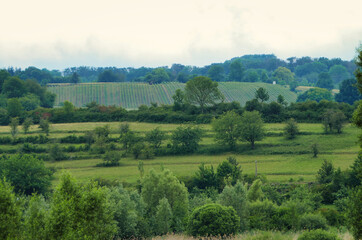 Blick über eine weite Wiesenlandschaft mit Gras und Bäumen, sowie einem Weinberg im Hintergrund
