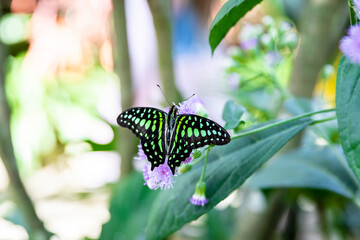 Butterfly on a green leaf of a flower.