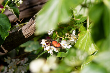 Butterfly on a green leaf of a flower.