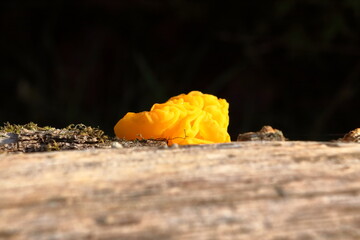 Yellow fungus on dead wood