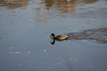 A Male Mallard Duck in Water