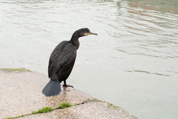 A cormorant stands at the edge of a harbour in Kent, UK. The beautiful tail feathers can be seen
