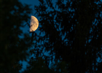 Mond