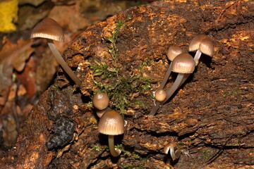 mushrooms in the forest