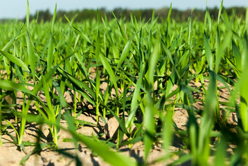 agricultural field sown with cereals that are not ripe