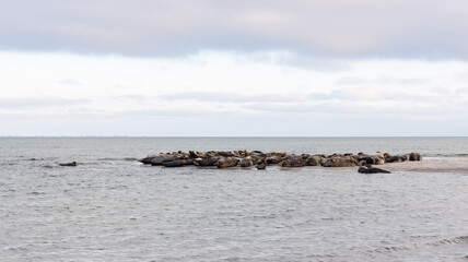 Måkläppen in southern Sweden, in the winter a very well visited animal welfare area for seals.