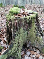 A rotten trunk covered with green moss in the autumn forest.