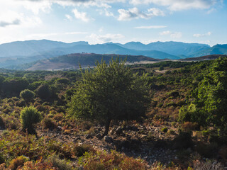 View of idyllic rural landscape of Supramonte Mountains green hills, trees and mediterranean vegetation. Ogliastra, Sardinia, Italy. Summer blue sky