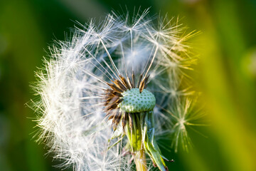 details of yellow fresh dandelions on the field in spring, dandelion flowers fresh and recently bloomed, dandelion in the wild close up