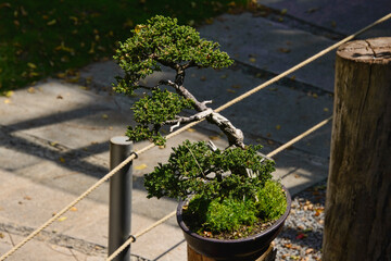 Bonsai tree in the Quito Botanical Gardens, Quito, Ecuador