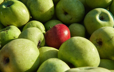 Lots of fresh raw apples. Green large apples of Granny Smith variety freshly picked from garden trees and lone red apple among others. Large background or splash screen with fruit.