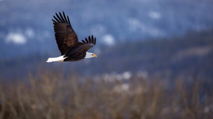 bald eagle - haliaeetus leucocephalus - in flight over forested landscape.