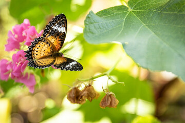 Butterfly on a green leaf of a flower.