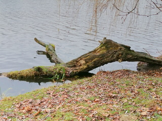 An old tree limb fell to the lake.
