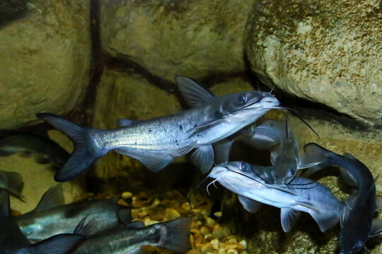 El bagre de canal (Ictalurus punctatus), especie invasora en Espa&ntilde;a. El bagre de canal es la especie de bagre m&aacute;s numerosa de Am&eacute;rica del Norte.