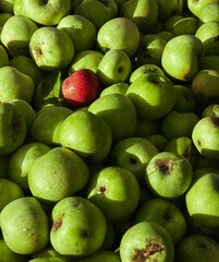 Lots of fresh raw apples. Green large apples of Granny Smith variety freshly picked from garden trees and lone red apple among others. Large background or splash screen with fruit.