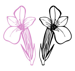 Botanical contour drawing of a flower, the gratiola