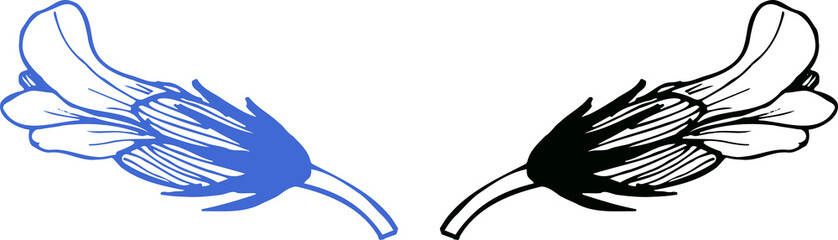 Contour line, sketch, Flower (corolla) of the medicinal plant Avran medicinal