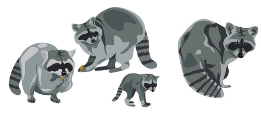 a set of adult gray raccoons and their cubs in different poses. isolated objects. American and European animal. Vector © ishpoka