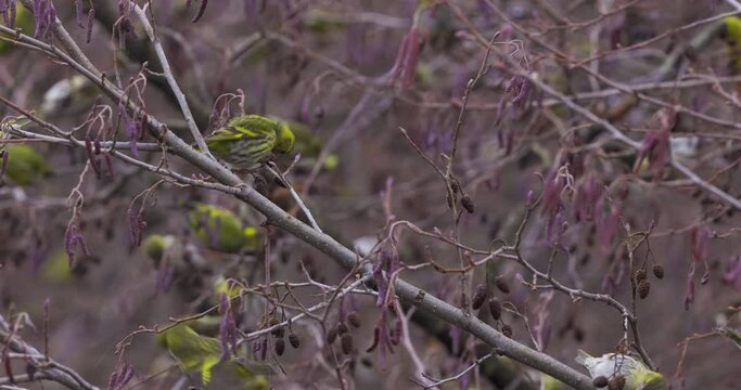 Eurasian siskin (Spinus spinus) on a branch feeding