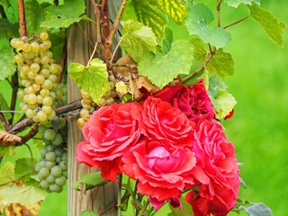 Rose im Weinberg