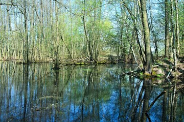 Czech Republic-view of the nature reserve-wetland