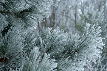 A FROSTED PINE TREE