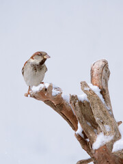 Male sparrow (Passer domesticus) perched on a snowy stump. White background.