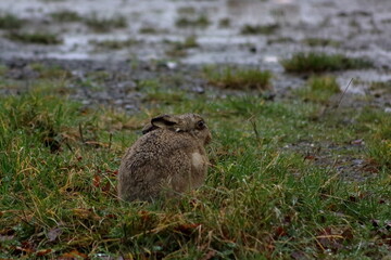 Hare in the grass