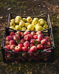 Lots of fresh raw apples. Yellow apples and red apples of different variety are placed in different baskets next to each other. Fresh seasonal fruit from garden trees, side view.