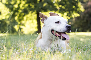 Obraz premium Friendly Dog having a big smile 